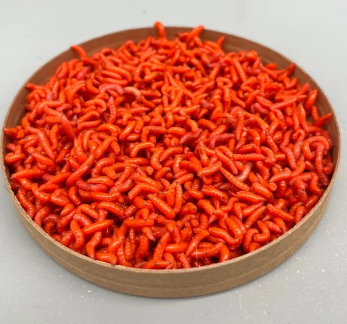 Pinkies Orange