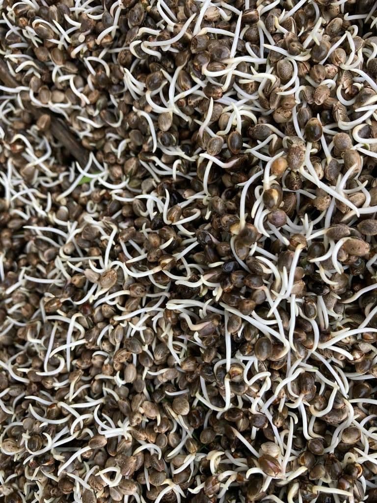 Chenevis Monstre 500 g