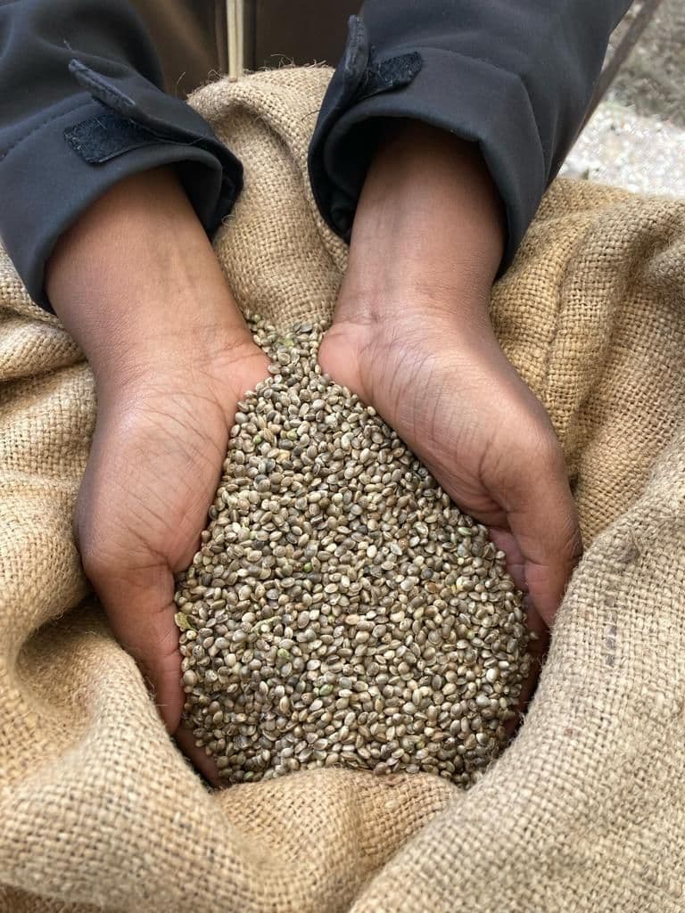 Chènevis d'amorçage 1kg