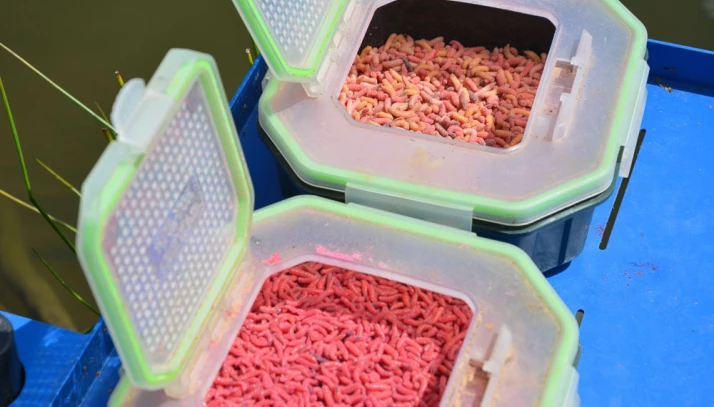 Asticots et pinkies pour la pêche visuel