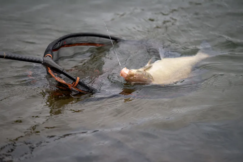 Comment pêcher les brèmes au feeder? Visuel