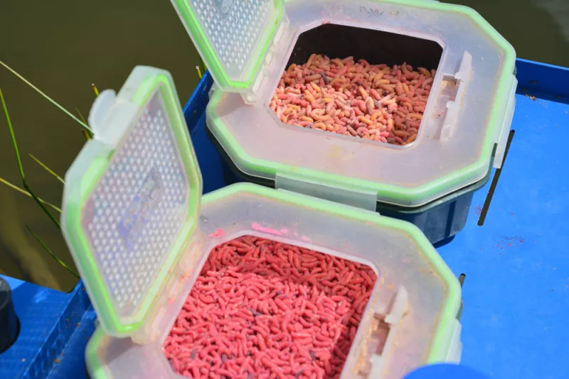 Asticots et pinkies pour la pêche Visuel