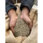 Chènevis d'amorçage 1kg Visuel 2