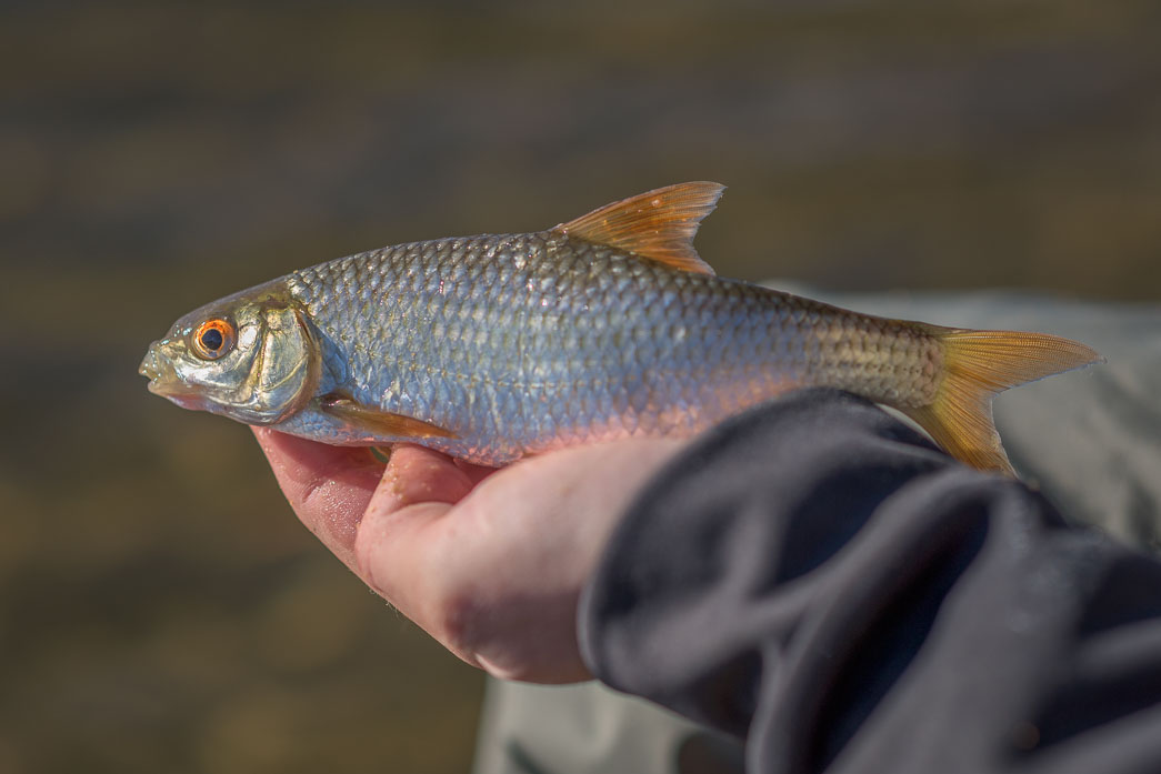 Visuel du concours: Challenge Fradin&#039;s