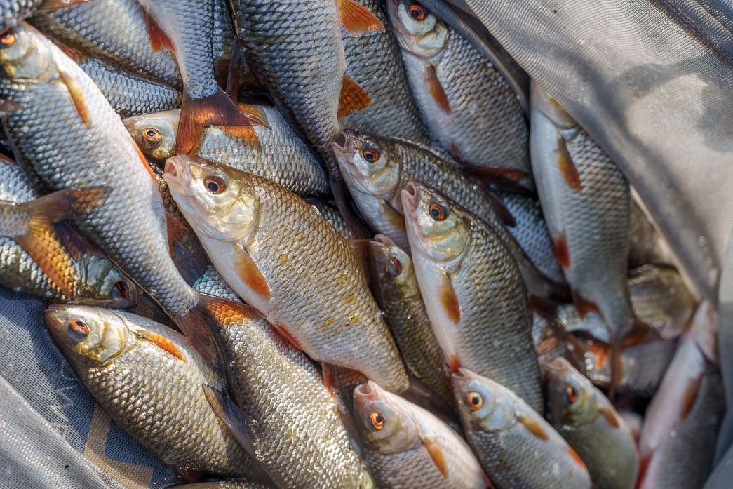 Visuel du concours: Open de Pareloup du PFC Rodez